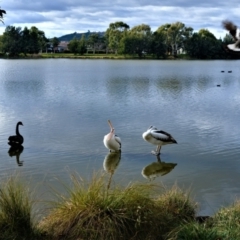 Pelecanus conspicillatus (Australian Pelican) at Yerrabi Pond - 9 Jul 2022 by TrishGungahlin