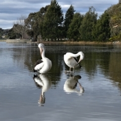 Pelecanus conspicillatus at Gungahlin, ACT - 9 Jul 2022 02:47 PM