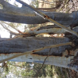 Eucalyptus rossii at Paddys River, ACT - 9 Jul 2022