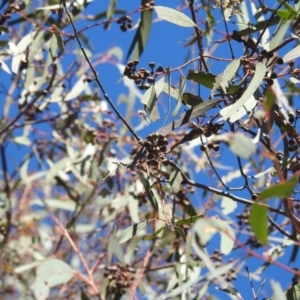 Eucalyptus rossii at Paddys River, ACT - 9 Jul 2022