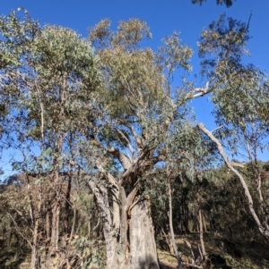 Eucalyptus rossii at Paddys River, ACT - 9 Jul 2022 10:17 AM