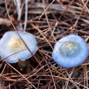 Cortinarius rotundisporus at Moruya, NSW - 9 Jul 2022