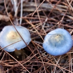 Unidentified Fungus (TBC) at Moruya, NSW - 9 Jul 2022 by LisaH