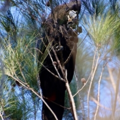 Calyptorhynchus lathami lathami (Glossy Black-Cockatoo) at Broulee Moruya Nature Observation Area - 9 Jul 2022 by LisaH