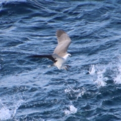 Haliaeetus leucogaster (White-bellied Sea-Eagle) at Guerilla Bay, NSW - 9 Jul 2022 by LisaH
