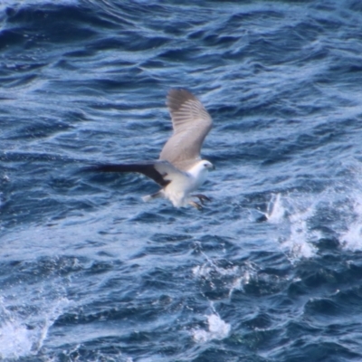 Haliaeetus leucogaster (White-bellied Sea-Eagle) at Batemans Marine Park - 9 Jul 2022 by LisaH