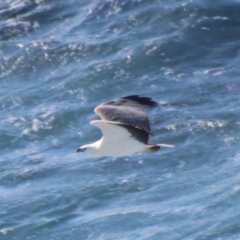 Haliaeetus leucogaster at Guerilla Bay, NSW - 9 Jul 2022