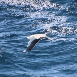 Haliaeetus leucogaster at Guerilla Bay, NSW - 9 Jul 2022