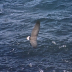 Haliaeetus leucogaster at Guerilla Bay, NSW - 9 Jul 2022