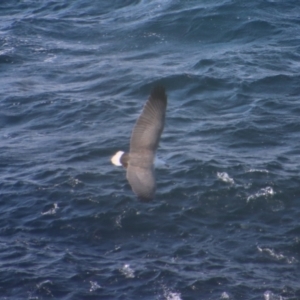 Haliaeetus leucogaster at Guerilla Bay, NSW - 9 Jul 2022