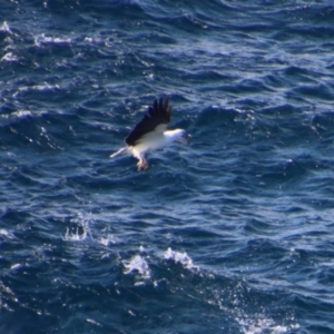 Haliaeetus leucogaster at Guerilla Bay, NSW - 9 Jul 2022