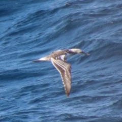 Morus serrator (Australasian Gannet) at Batemans Marine Park - 9 Jul 2022 by LisaH