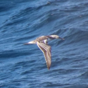 Morus serrator at Guerilla Bay, NSW - 9 Jul 2022