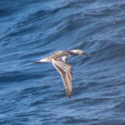 Morus serrator (Australasian Gannet) at Batemans Marine Park - 9 Jul 2022 by LisaH