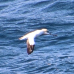 Morus serrator at Guerilla Bay, NSW - 9 Jul 2022