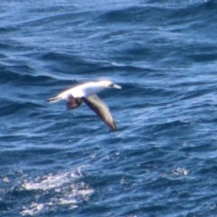 Morus serrator at Guerilla Bay, NSW - 9 Jul 2022