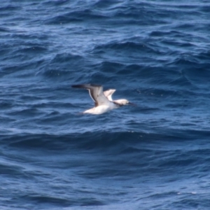 Morus serrator at Guerilla Bay, NSW - 9 Jul 2022