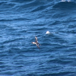 Morus serrator at Guerilla Bay, NSW - 9 Jul 2022