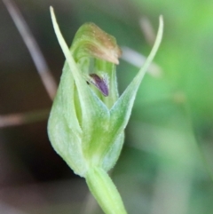 Pterostylis nutans (Nodding Greenhood) at Moruya, NSW - 9 Jul 2022 by LisaH