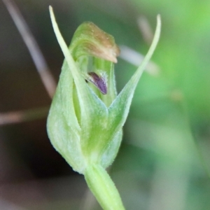 Pterostylis nutans at Moruya, NSW - suppressed