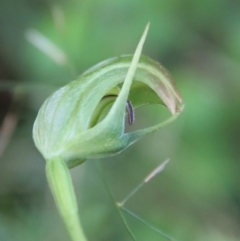 Pterostylis nutans at Moruya, NSW - suppressed