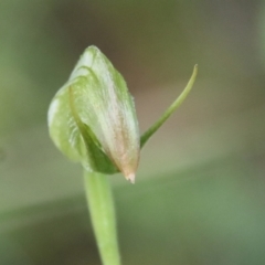 Pterostylis nutans at Moruya, NSW - suppressed