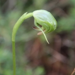 Pterostylis nutans at Moruya, NSW - suppressed