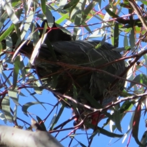 Callocephalon fimbriatum at Stromlo, ACT - suppressed