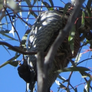 Callocephalon fimbriatum at Stromlo, ACT - suppressed