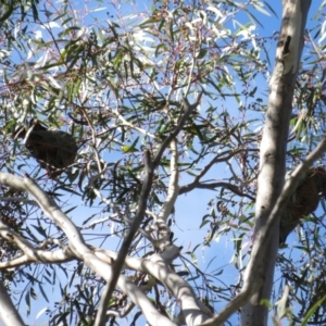 Callocephalon fimbriatum at Stromlo, ACT - suppressed