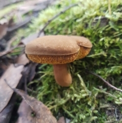 Boletellus sp. at Wellington Park, TAS - 14 Apr 2022 by Detritivore