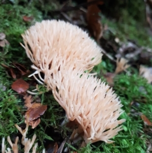 Ramaria sp. at Wellington Park, TAS - 14 Apr 2022