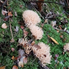 Ramaria sp. at Wellington Park, TAS - 14 Apr 2022