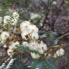 Acacia terminalis (Sunshine Wattle) at South Hobart, TAS - 25 Mar 2022 by Detritivore