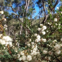 Acacia terminalis at South Hobart, TAS - 25 Mar 2022