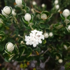 Pimelea nivea (Round-leaf Rice-Flower) at South Bruny National Park - 8 Feb 2022 by Detritivore