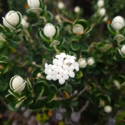 Pimelea nivea (Round-leaf Rice-Flower) at South Bruny, TAS - 8 Feb 2022 by Detritivore