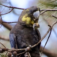 Calyptorhynchus lathami lathami (Glossy Black-Cockatoo) at Moruya, NSW - 9 Jul 2022 by LisaH