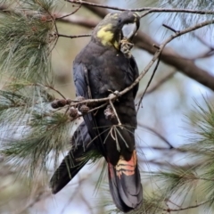 Calyptorhynchus lathami lathami at Moruya, NSW - 9 Jul 2022