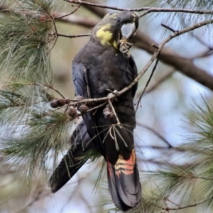 Calyptorhynchus lathami lathami at Moruya, NSW - 9 Jul 2022