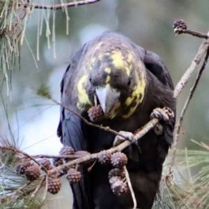 Calyptorhynchus lathami lathami at Moruya, NSW - 9 Jul 2022