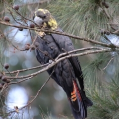 Calyptorhynchus lathami lathami at Moruya, NSW - 9 Jul 2022