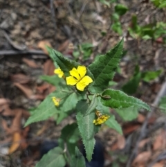 Goodenia ovata (Hop Goodenia) at South Bruny, TAS - 8 Feb 2022 by Detritivore