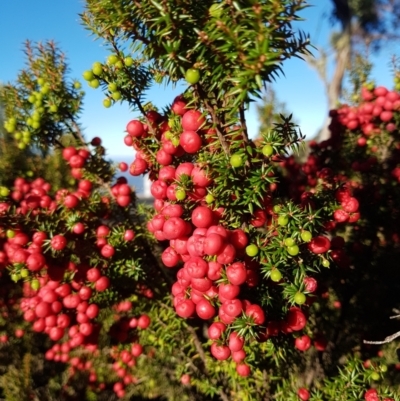 Leptecophylla parvifolia (Mountain Pinkberry) at Wellington Park, TAS - 7 Feb 2022 by Detritivore