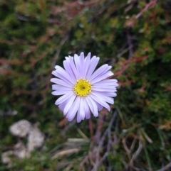 Brachyscome spathulata (Coarse Daisy, Spoon-leaved Daisy) at Wellington Park, TAS - 14 Feb 2022 by Detritivore