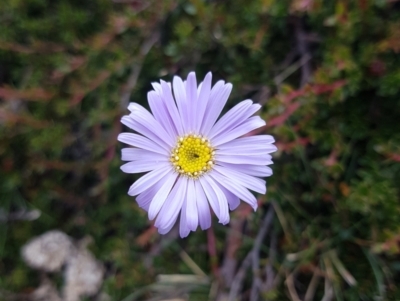 Brachyscome spathulata (Coarse Daisy, Spoon-leaved Daisy) at Wellington Park, TAS - 14 Feb 2022 by Detritivore