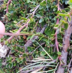 Brachyscome spathulata at Wellington Park, TAS - 14 Feb 2022