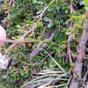 Brachyscome spathulata at Wellington Park, TAS - 14 Feb 2022