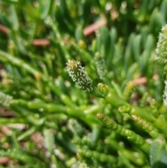 Salicornia quinqueflora (Bearded Samphire) at South Bruny, TAS - 8 Feb 2022 by Detritivore