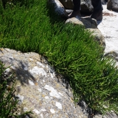 Salicornia quinqueflora at South Bruny, TAS - 8 Feb 2022 12:52 PM